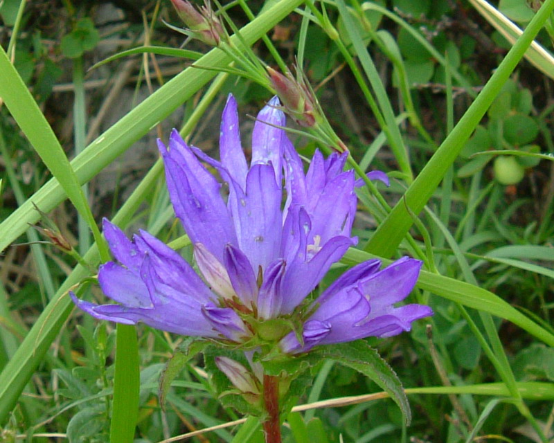 Campanula glomerata / Campanula agglomerata